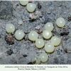 arethusana arethusa pyatigors ovum